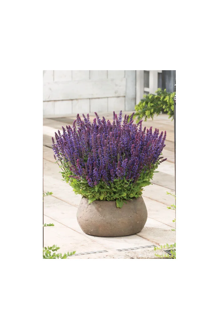 Szałwia omszona 'Synchro Blue' | Salvia nemorosa
