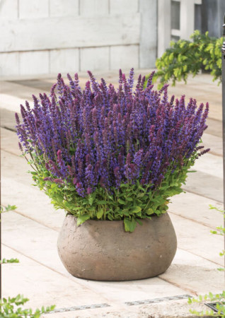 Szałwia omszona 'Synchro Blue' | Salvia nemorosa