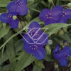 trzykrotka, Trzykrotka Andersona, Tradescantia