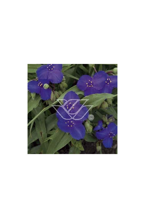 trzykrotka, Trzykrotka Andersona, Tradescantia