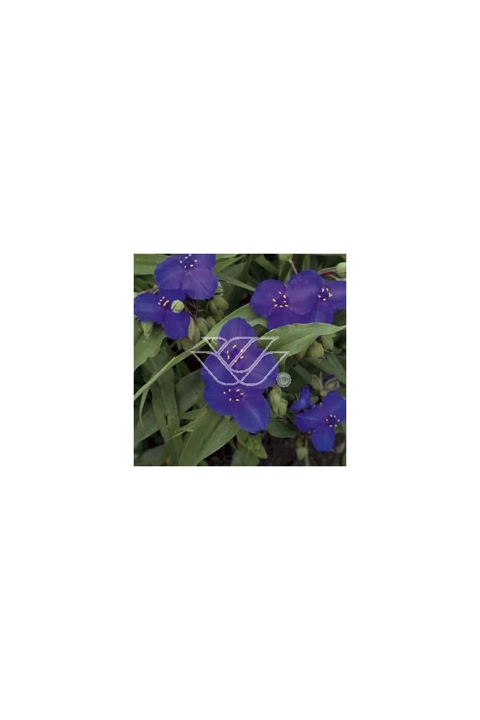 trzykrotka, Trzykrotka Andersona, Tradescantia