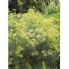 Zapaliczka (Ferula) Ferula communis