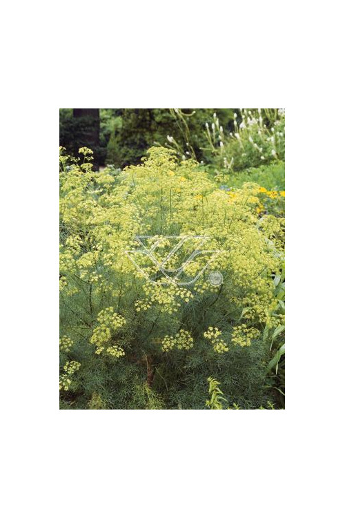 Zapaliczka (Ferula) Ferula communis