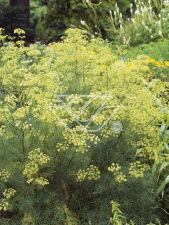 Zapaliczka (Ferula) Ferula communis