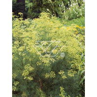 Zapaliczka (Ferula) Ferula communis