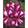 Pelargonia bluszczolistna 'Explosive' (odmiana półpełna)