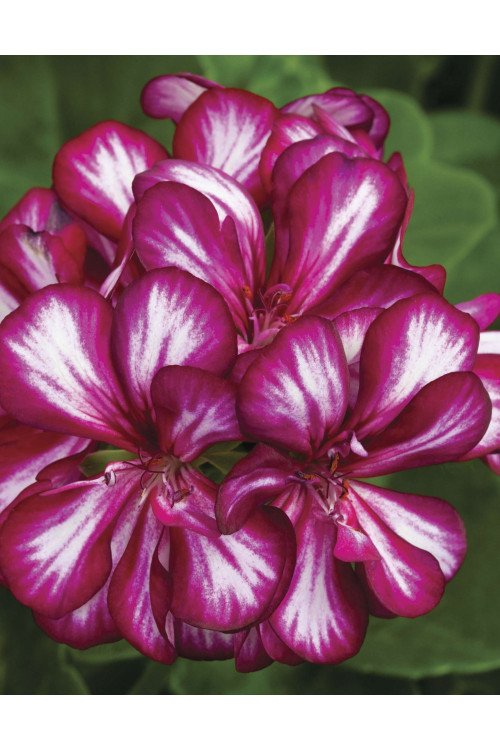 Pelargonia bluszczolistna 'Explosive' (odmiana półpełna)