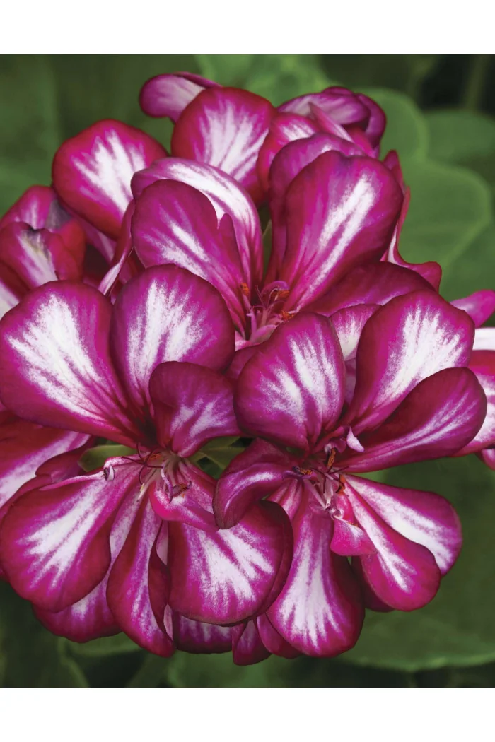 Pelargonia bluszczolistna 'Explosive' (odmiana półpełna)