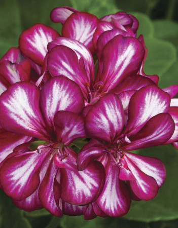 Pelargonia bluszczolistna 'Explosive' (odmiana półpełna)