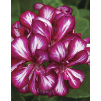 Pelargonia bluszczolistna 'Explosive' (odmiana półpełna)