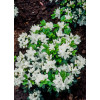Azalia japońska 'Kermesina Alba' | Azalea japonica