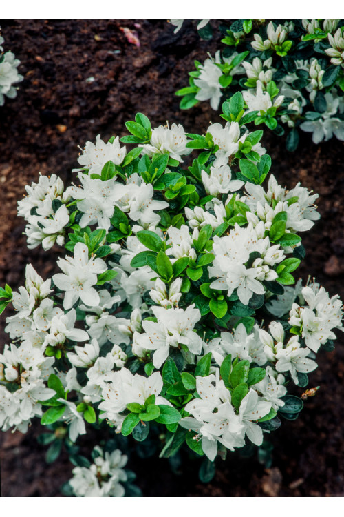 Azalia japońska 'Kermesina Alba' | Azalea japonica