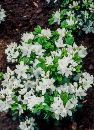 Azalia japońska 'Kermesina Alba' | Azalea japonica