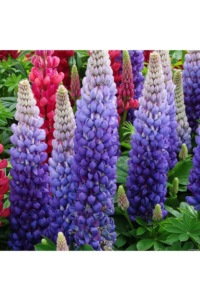 Łubin 'Persian Slipper' | Lupinus