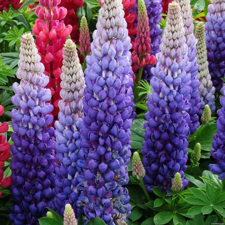 Łubin 'Persian Slipper' | Lupinus