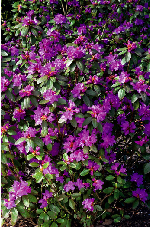 Różanecznik 'PJM Elite' Rhododendron