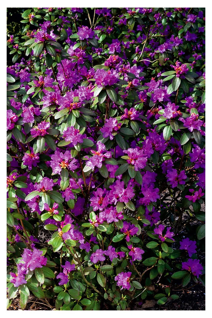 Różanecznik 'PJM Elite' Rhododendron