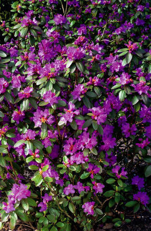 Różanecznik 'PJM Elite' Rhododendron