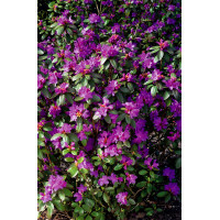 Różanecznik 'PJM Elite' Rhododendron