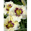 Liliowiec 'Rosber Dream' Hemerocallis