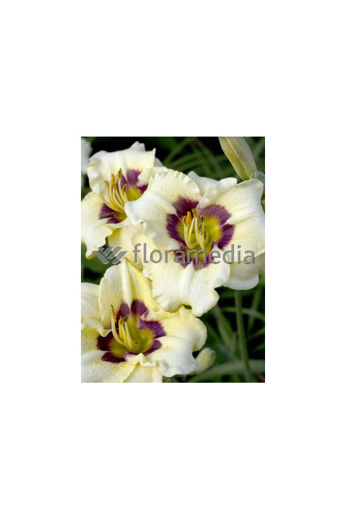 Liliowiec 'Rosber Dream' Hemerocallis