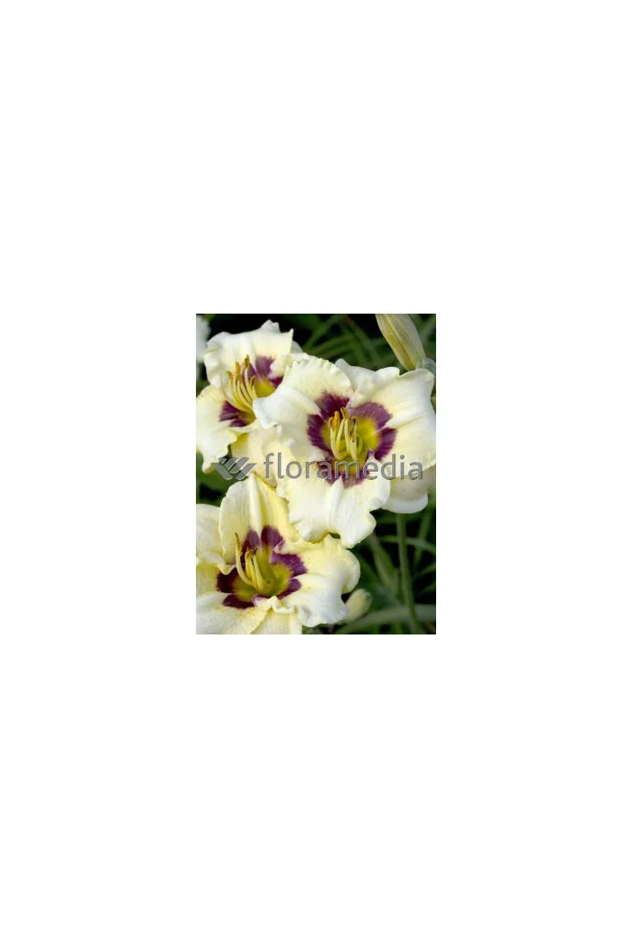 Liliowiec 'Rosber Dream' Hemerocallis