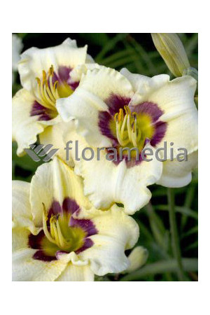 Liliowiec 'Rosber Dream' Hemerocallis