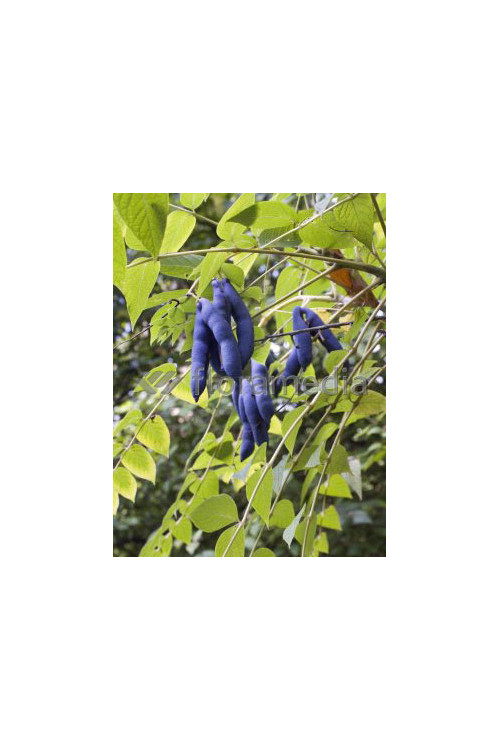 Palecznik chiński Decaisnea fargesii