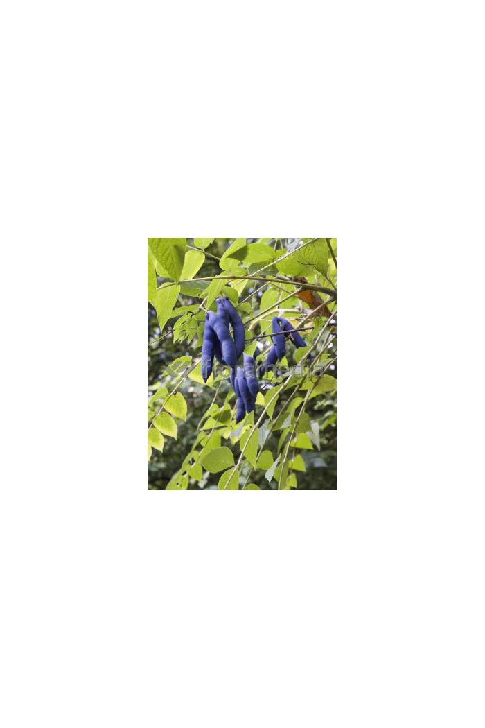 Palecznik chiński Decaisnea fargesii