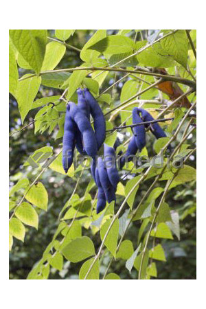 Palecznik chiński Decaisnea fargesii