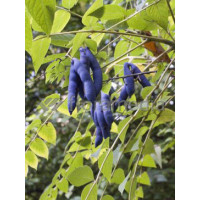 Palecznik chiński Decaisnea fargesii