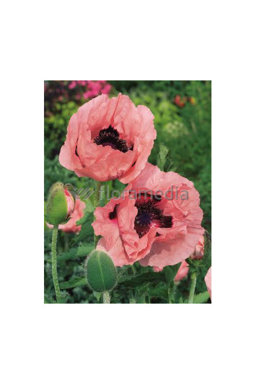 Mak wschodni 'Prinzessin Victoria Louise' Papaver orientale