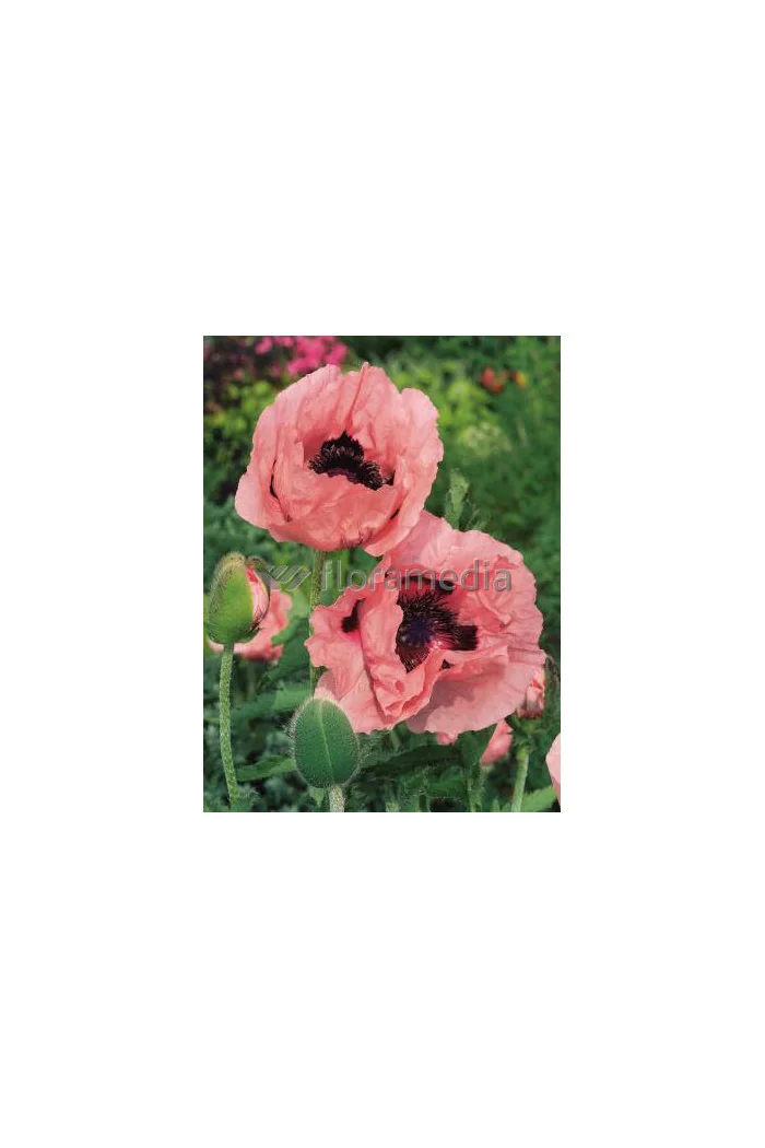 Mak wschodni 'Prinzessin Victoria Louise' Papaver orientale