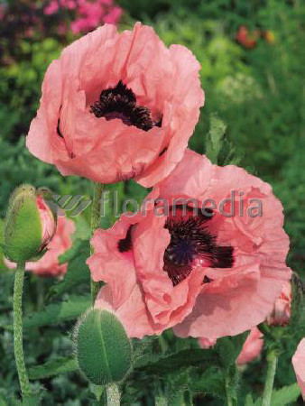 Mak wschodni 'Prinzessin Victoria Louise' Papaver orientale