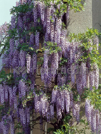 Glicynia kwiecista 'Multijuga' | Wisteria floribunda