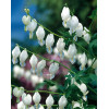 Serduszka okazała 'Alba' | Dicentra spectabilis