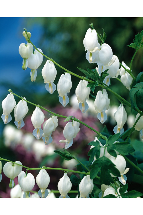 Serduszka okazała 'Alba' | Dicentra spectabilis