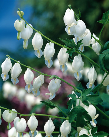 Serduszka okazała 'Alba' | Dicentra spectabilis