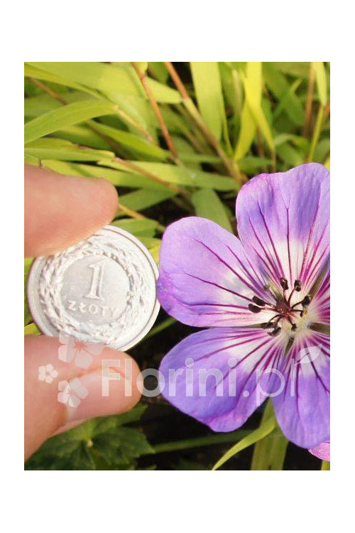 Bodziszek 'Havana Blues' | Geranium