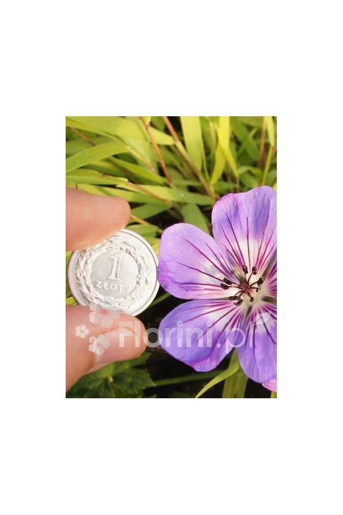 Bodziszek 'Havana Blues' | Geranium