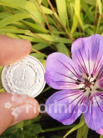 Bodziszek 'Havana Blues' | Geranium