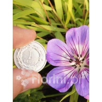 Bodziszek 'Havana Blues' | Geranium