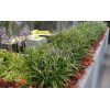 Liriope 'Big Blue' | Liriope muscari