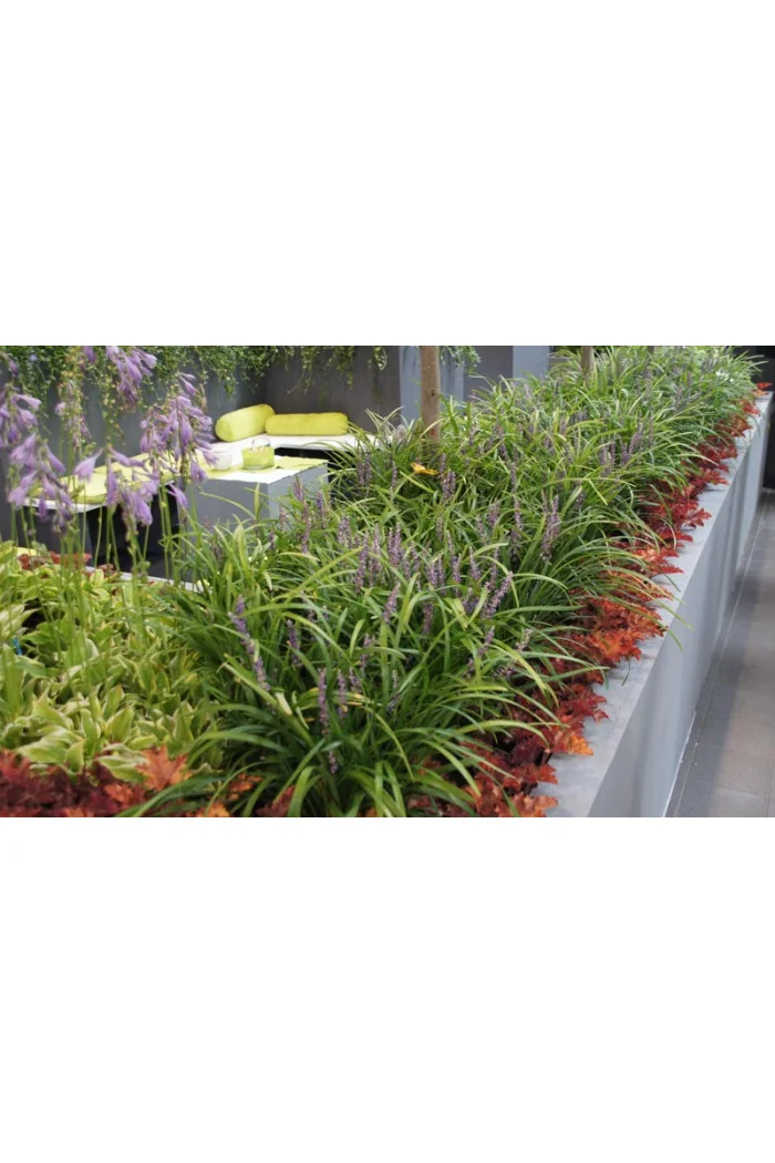 Liriope 'Big Blue' | Liriope muscari