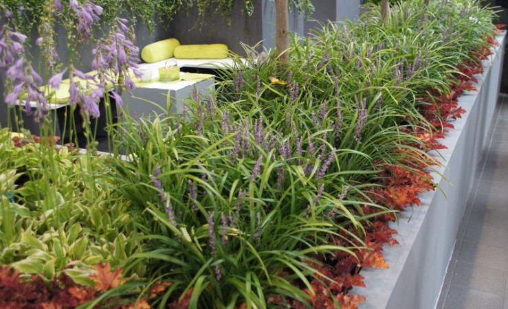 Liriope 'Big Blue' | Liriope muscari