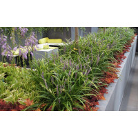 Liriope 'Big Blue' | Liriope muscari