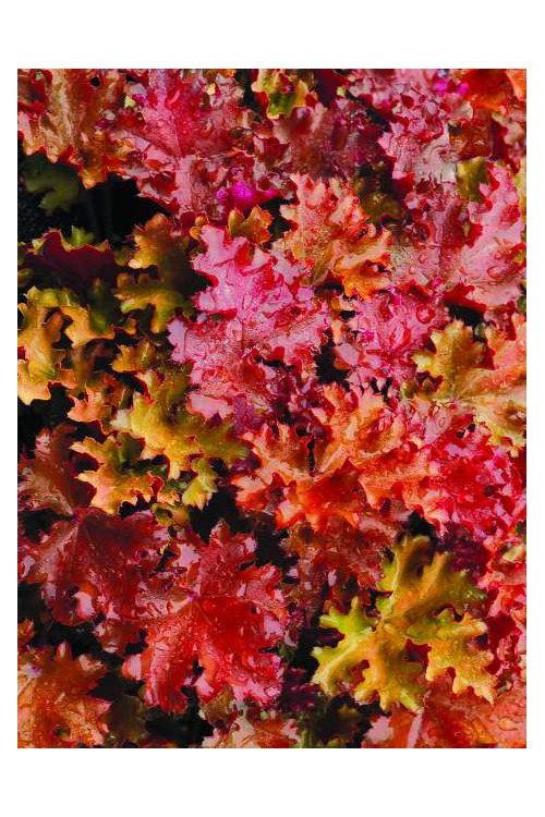Żurawka 'Peach Crisp' Heuchera