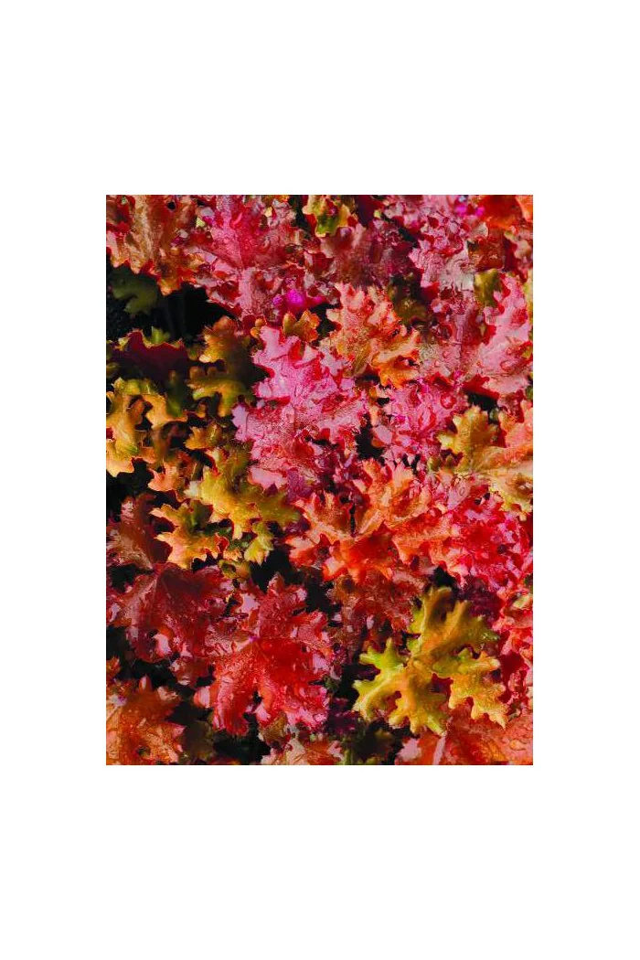 Żurawka 'Peach Crisp' Heuchera
