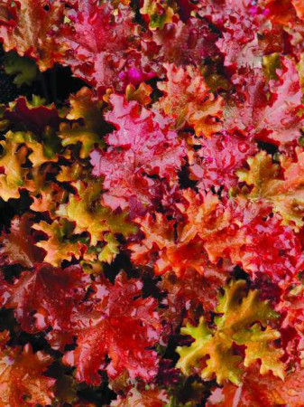 Żurawka 'Peach Crisp' Heuchera