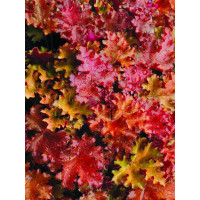 Żurawka 'Peach Crisp' Heuchera